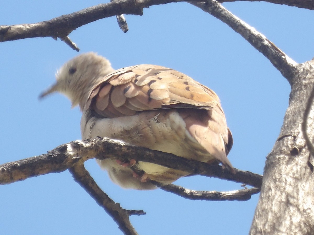 Ruddy Ground Dove - ML640361190