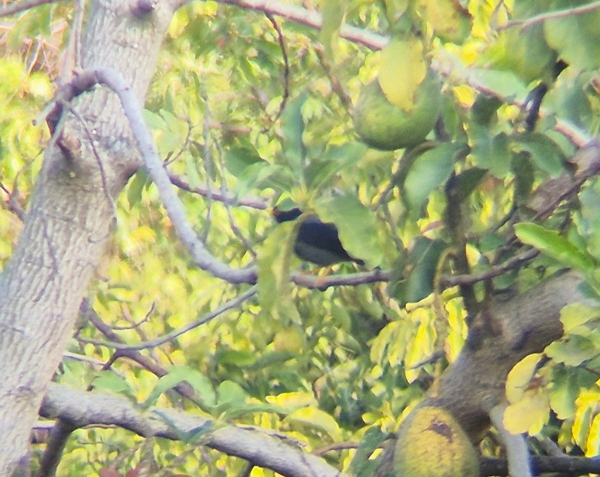 Yellow-legged Thrush - ML640361192