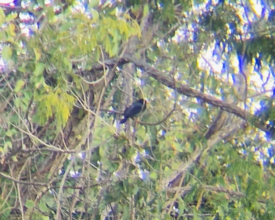 Yellow-legged Thrush - ML640361193