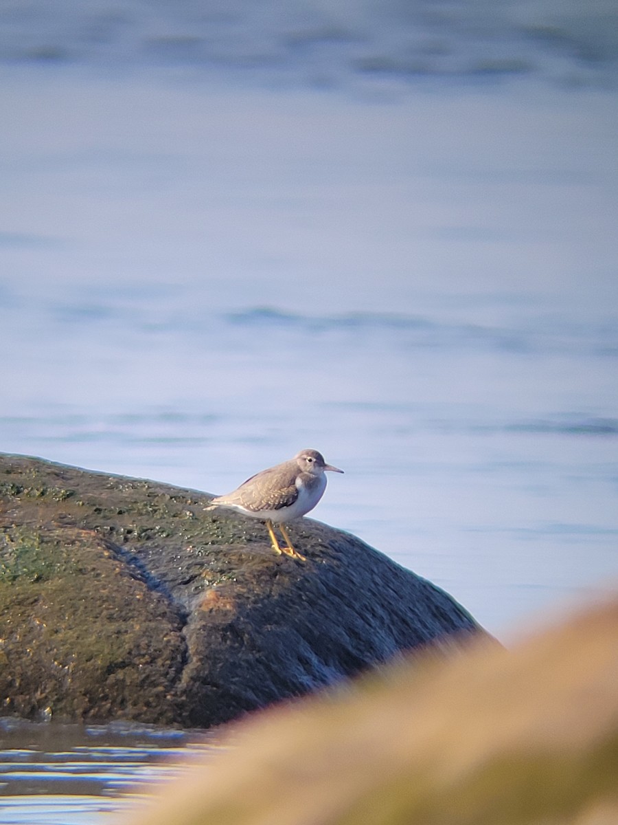 Spotted Sandpiper - ML640361221