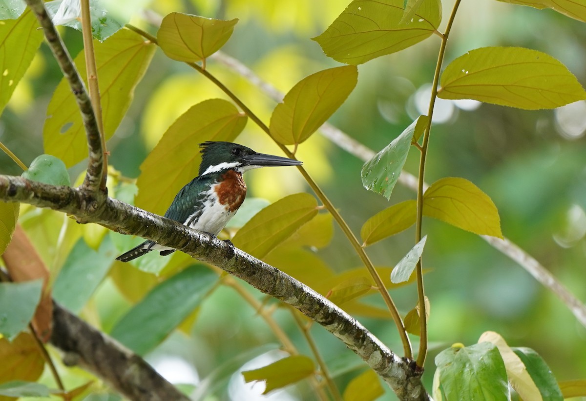 Amazon Kingfisher - ML640361226
