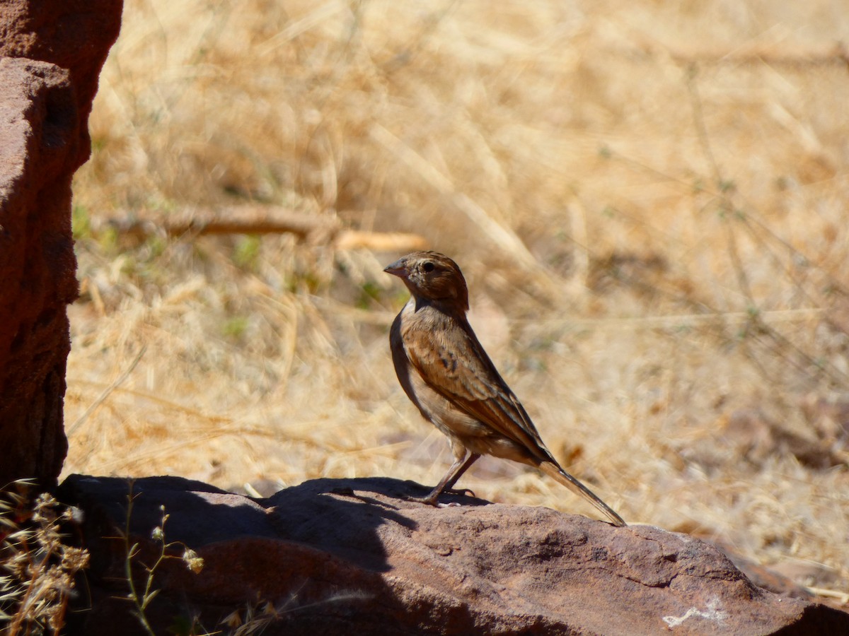 Lark-like Bunting - ML640361255