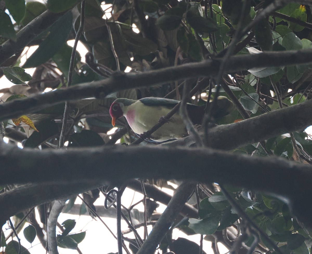 Jambu Fruit-Dove - ML640361275