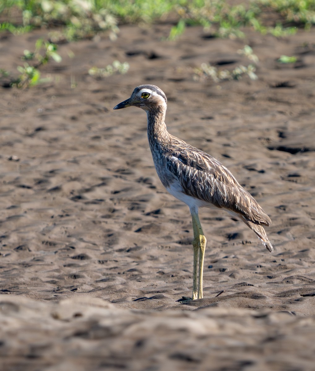 Double-striped Thick-knee - ML640361287