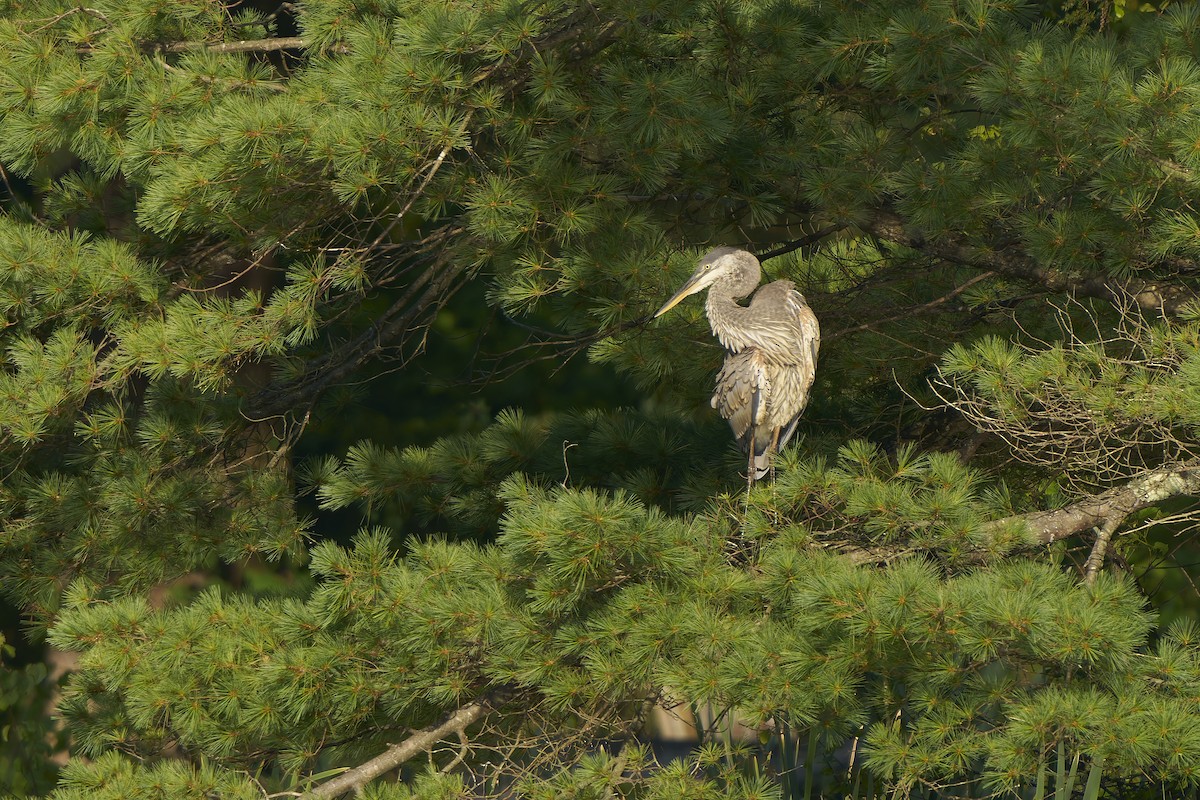 Great Blue Heron - ML640361346