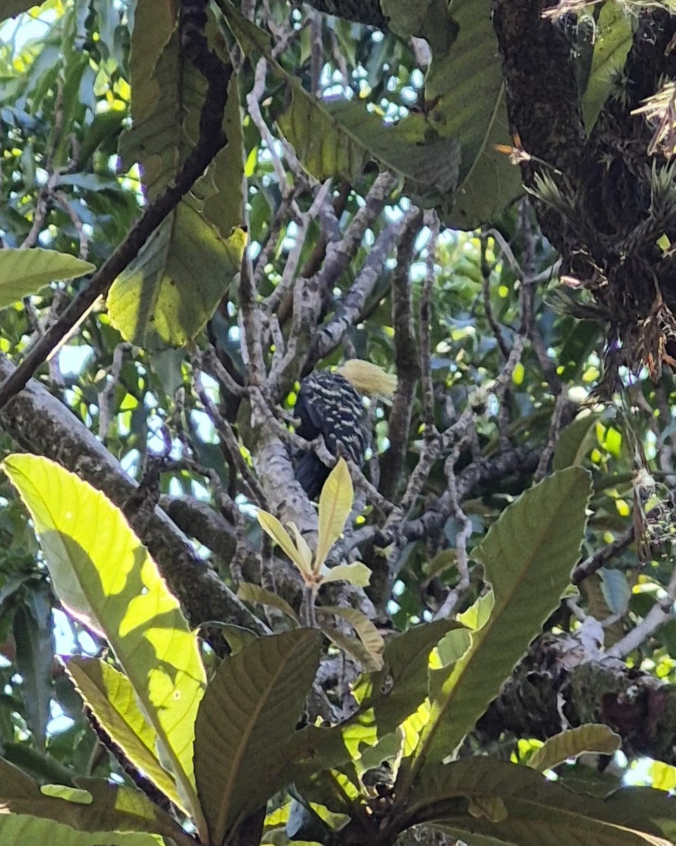 Blond-crested Woodpecker - ML640361352