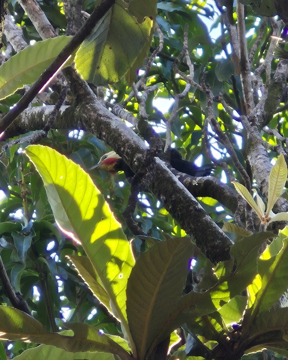 Blond-crested Woodpecker - ML640361353