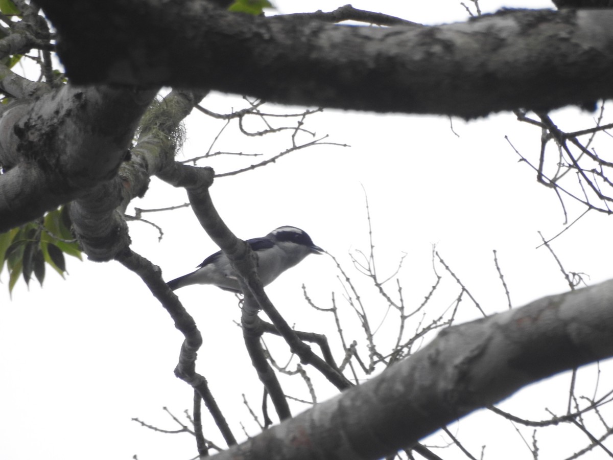 White-browed Shrike-Babbler (Blyth's) - ML640361370