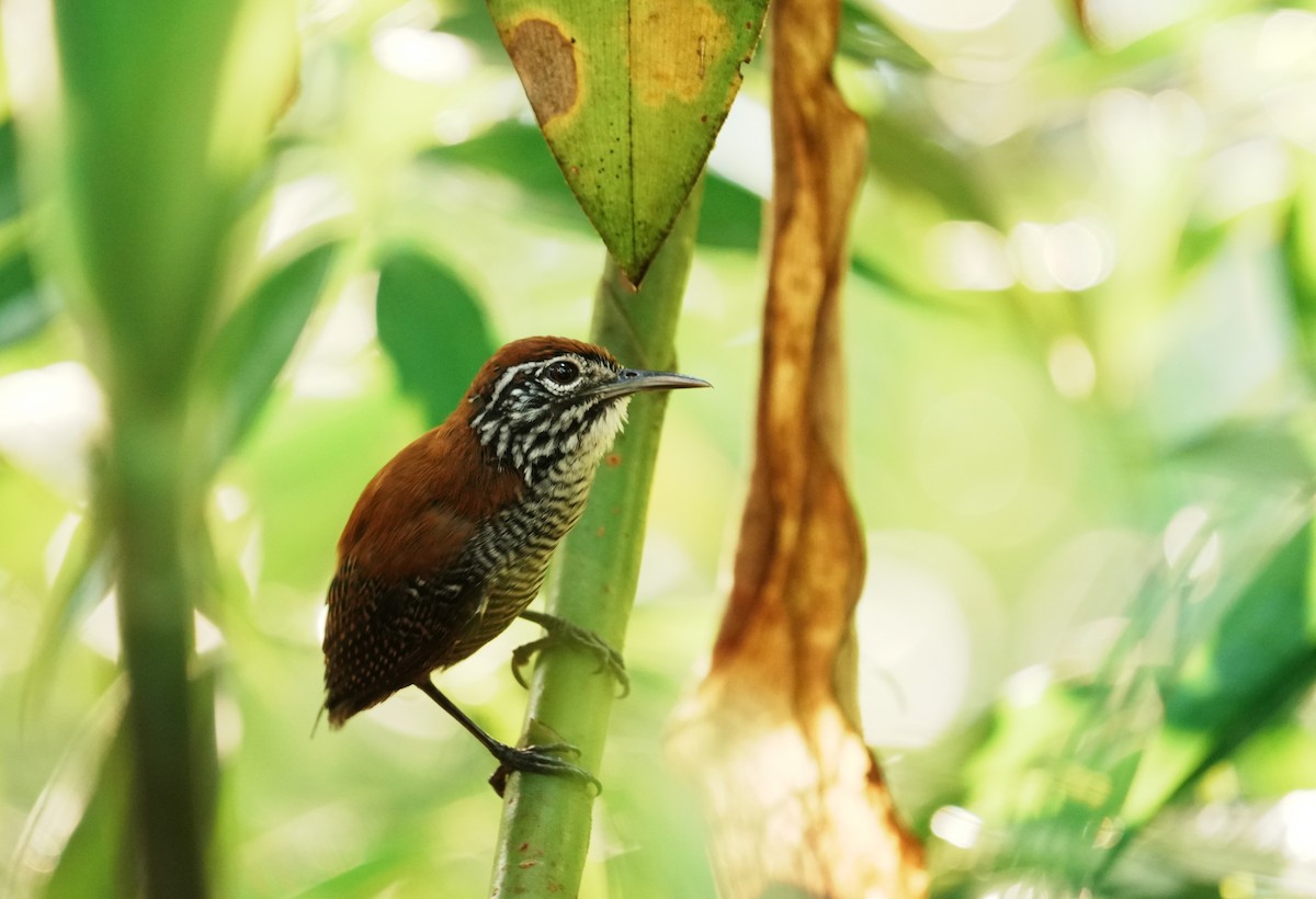 Riverside Wren - ML640361412