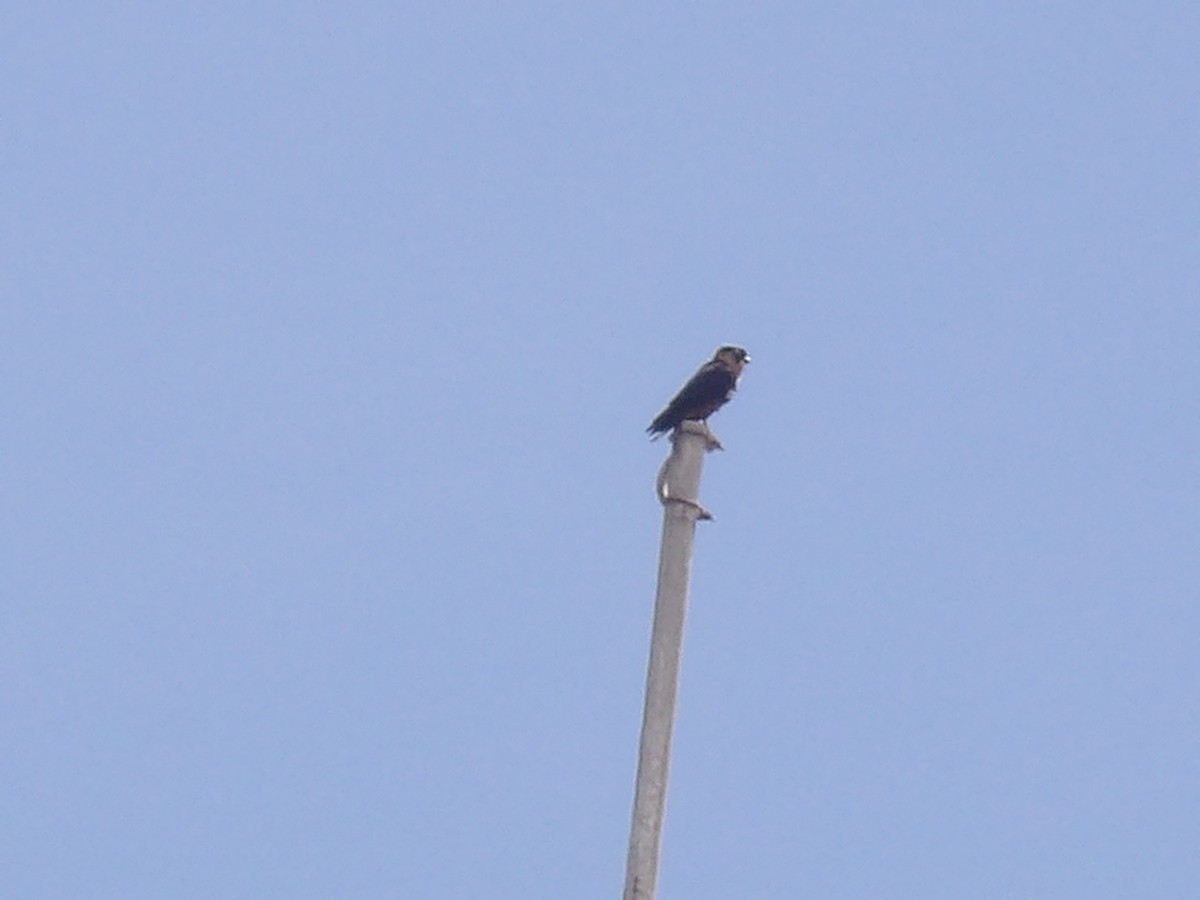 Bat Falcon - ML640361418