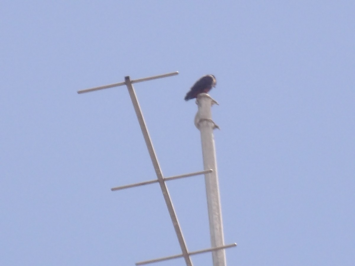 Bat Falcon - ML640361420