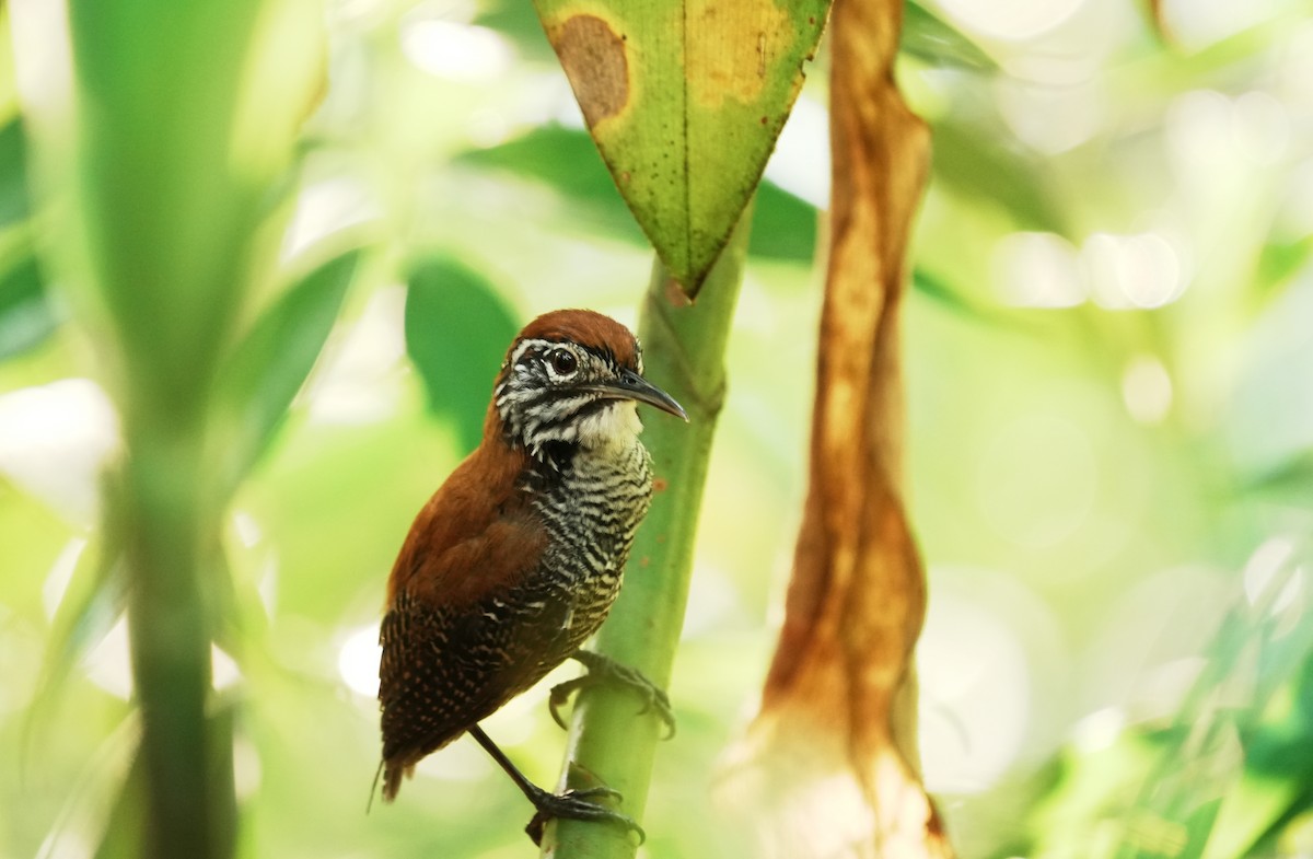 Riverside Wren - ML640361431