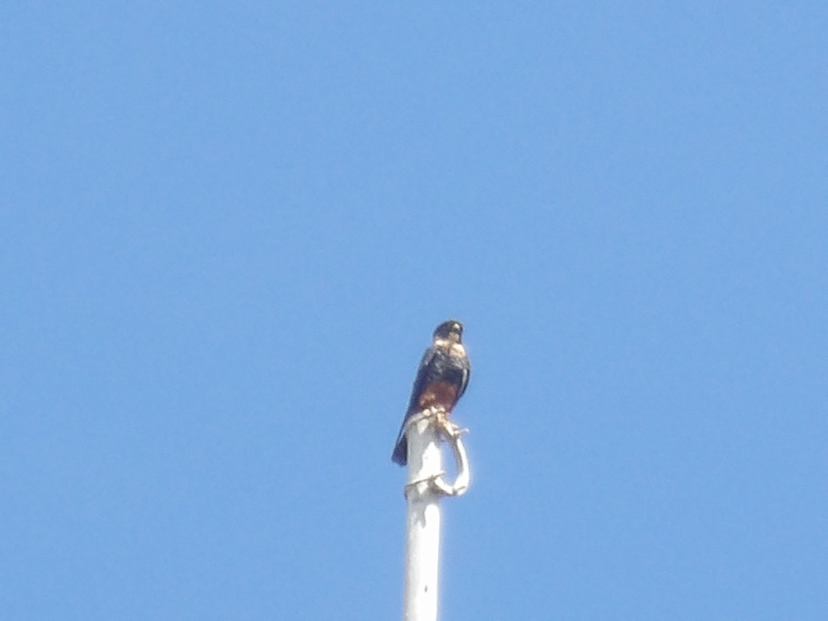 Bat Falcon - ML640361461