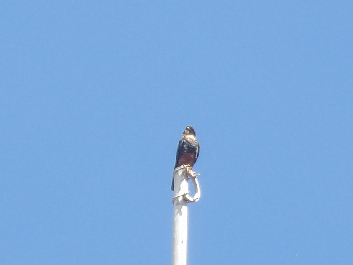Bat Falcon - ML640361462