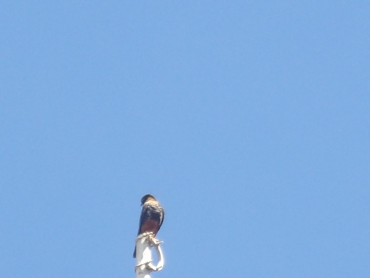 Bat Falcon - ML640361463