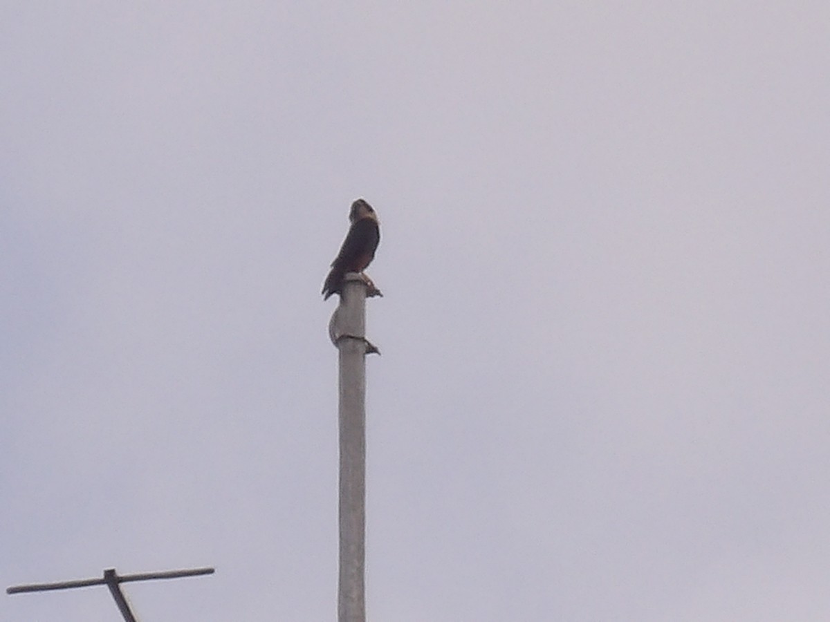 Bat Falcon - ML640361483