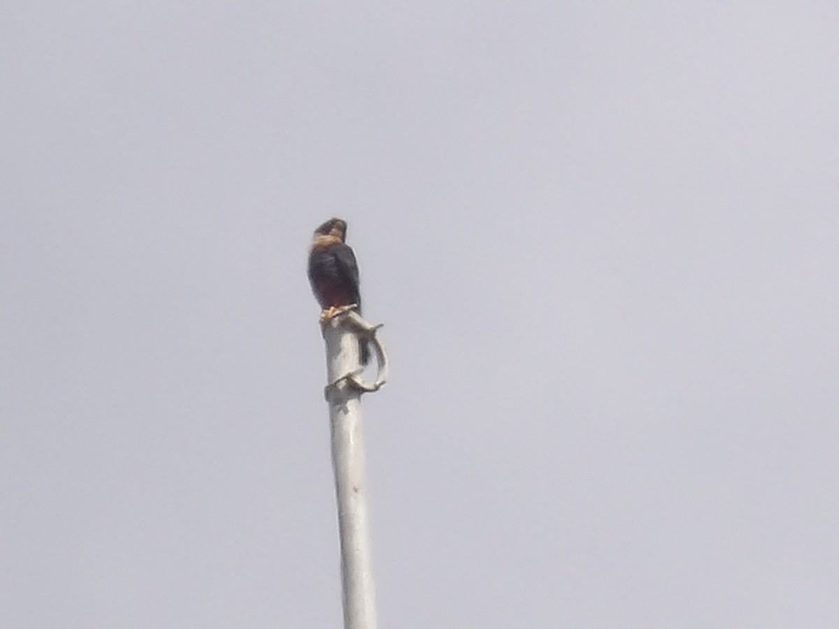 Bat Falcon - ML640361484