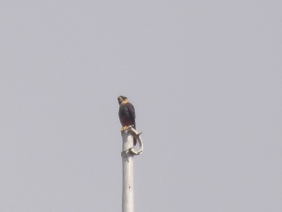 Bat Falcon - ML640361485