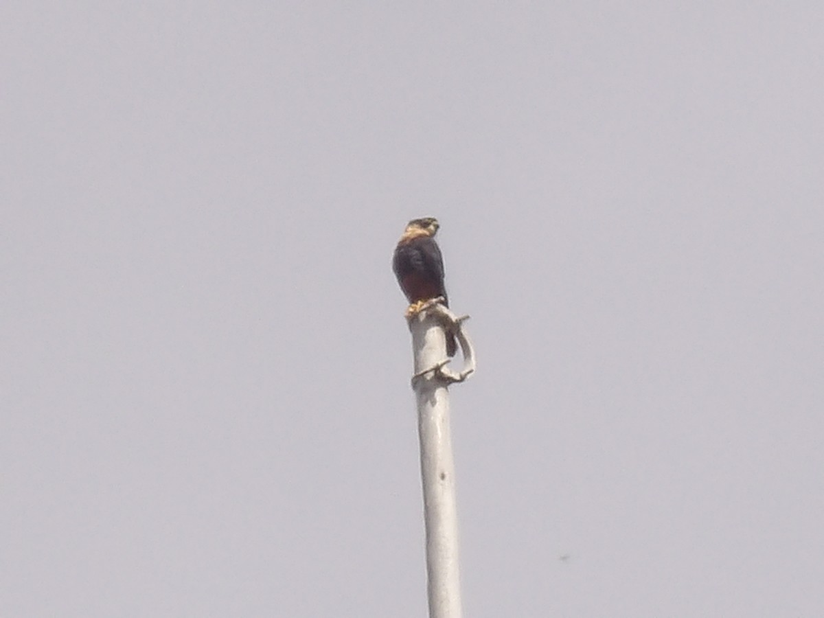 Bat Falcon - ML640361486