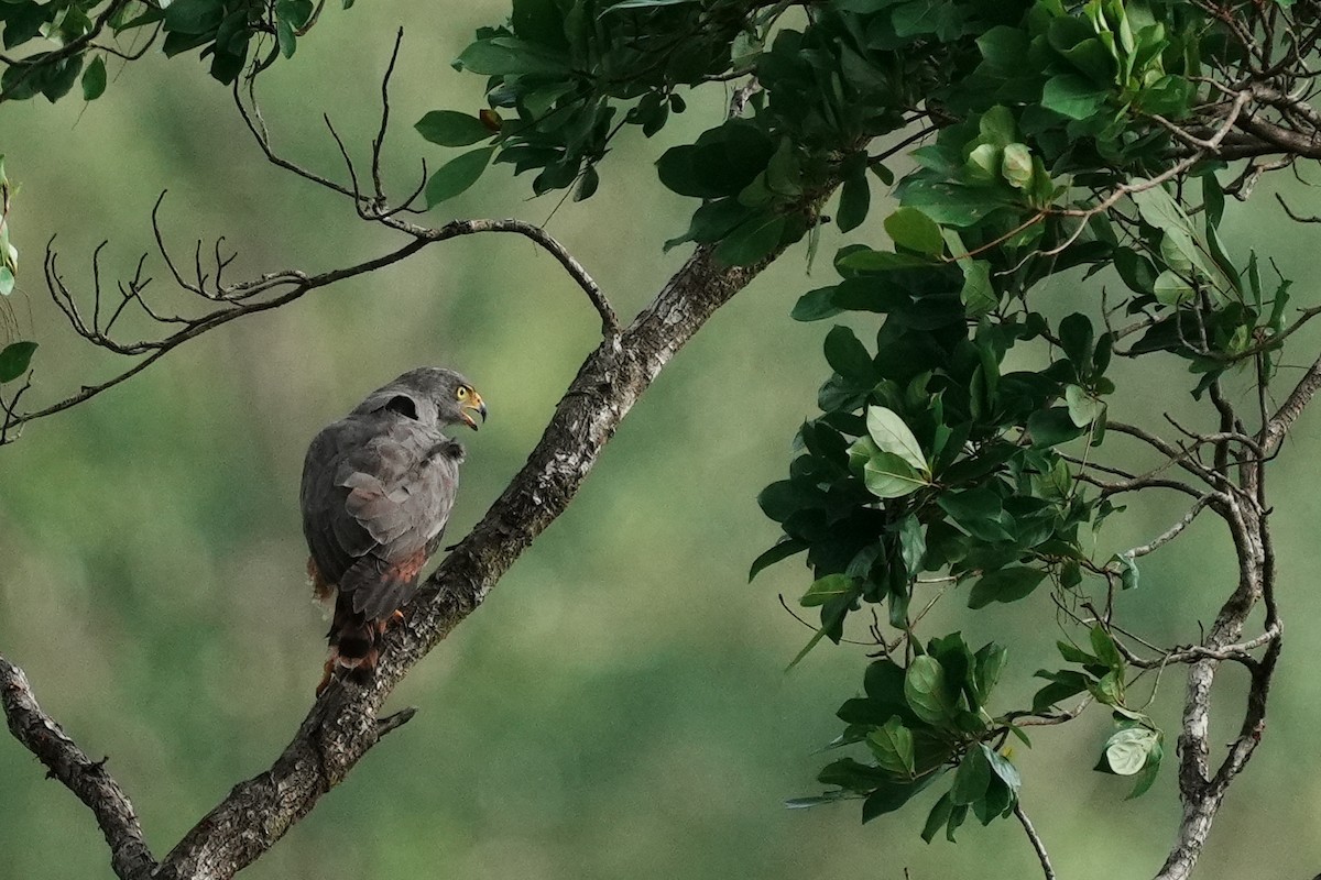Roadside Hawk - ML640361495