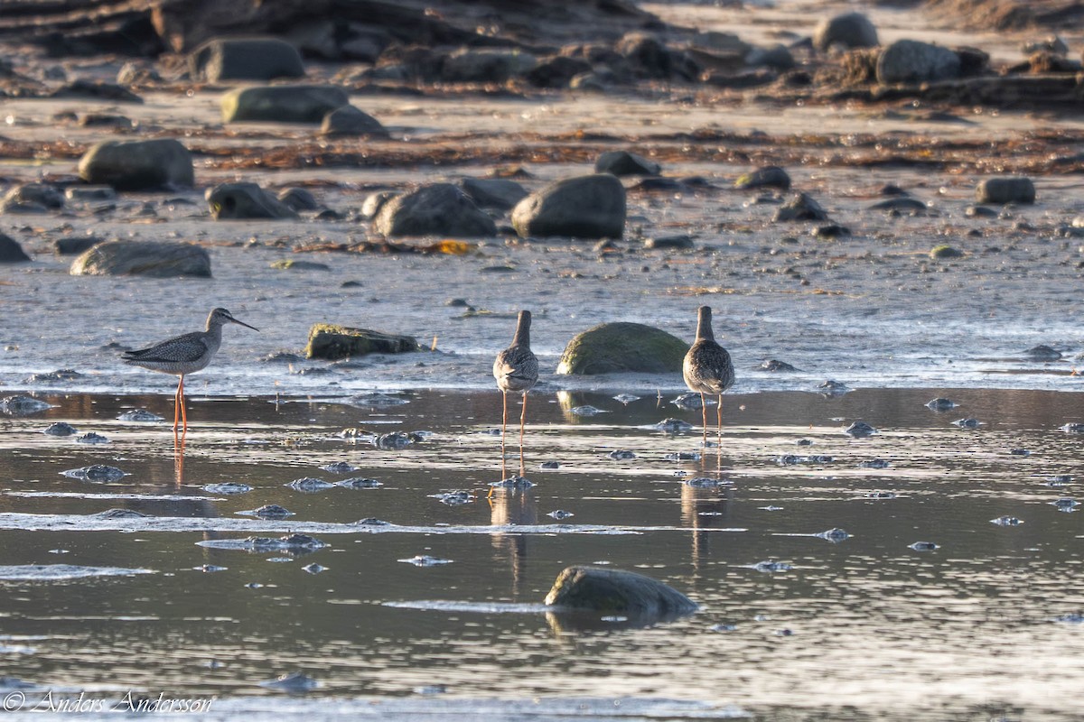 Spotted Redshank - ML640361497