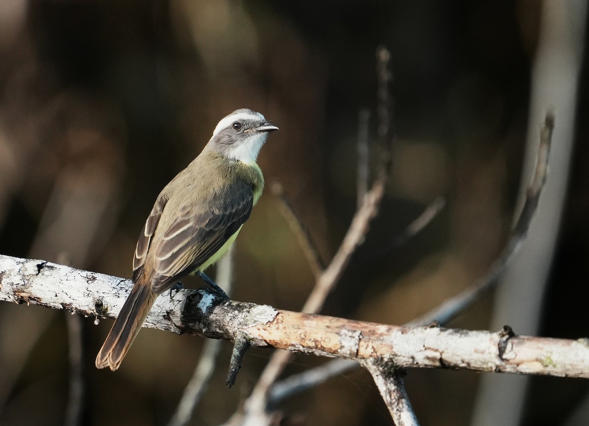 Social Flycatcher - ML640361534