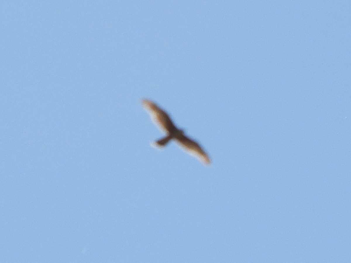 Red Goshawk - ML640361540