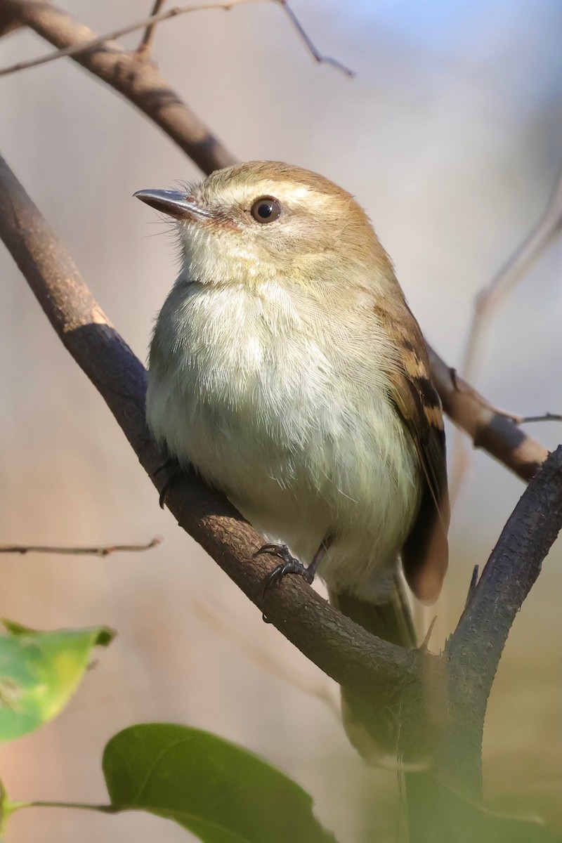 Fuscous Flycatcher - ML640361607