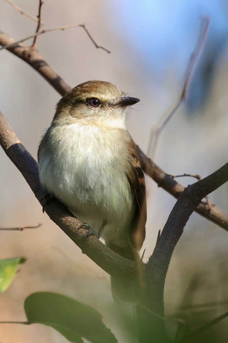 Fuscous Flycatcher - ML640361609