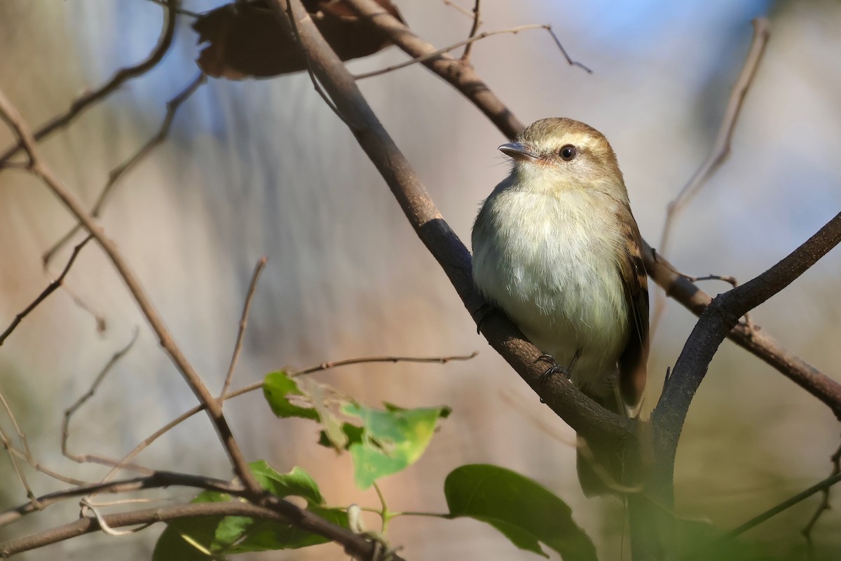 Fuscous Flycatcher - ML640361610