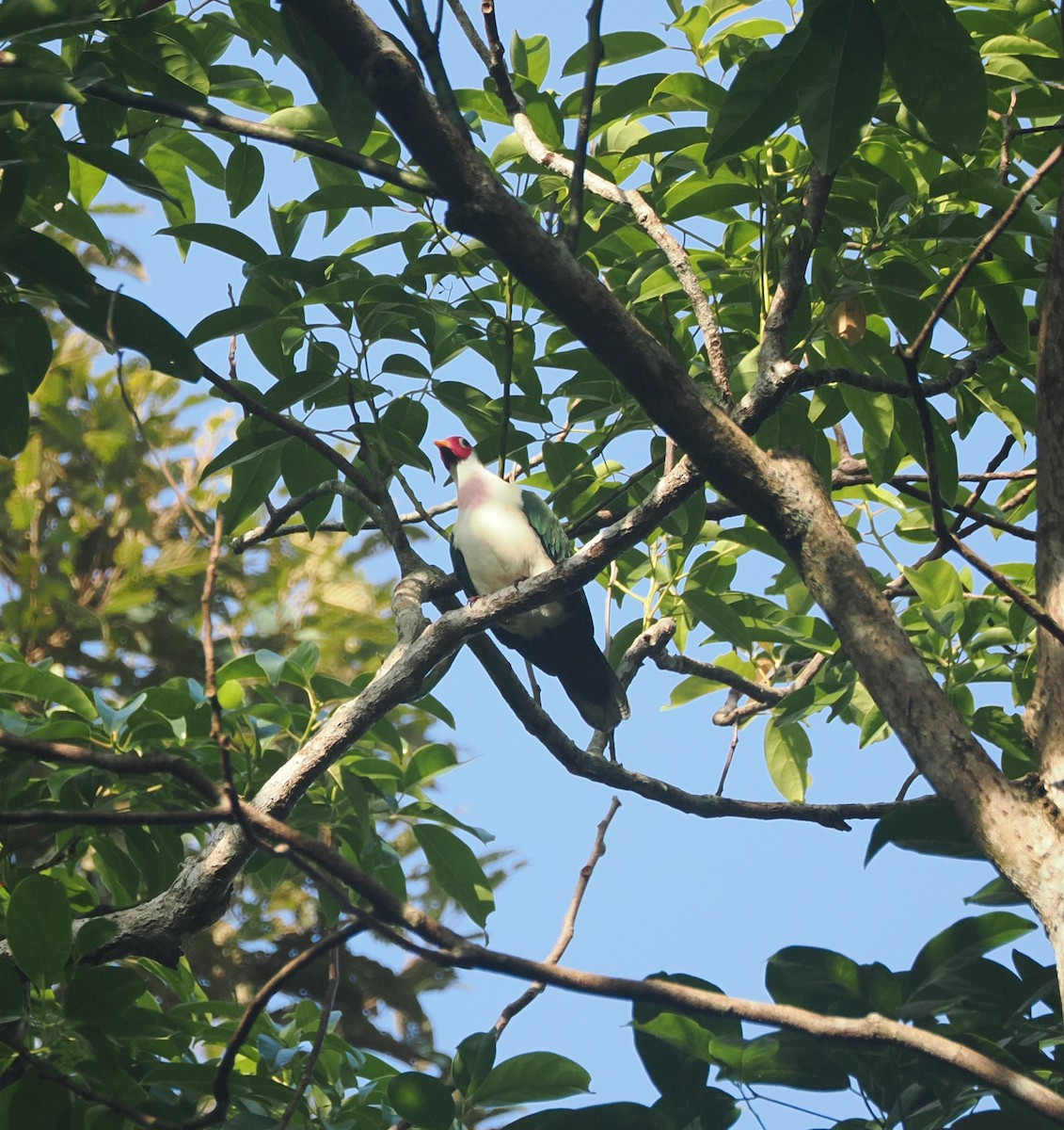 Jambu Fruit-Dove - ML640361642