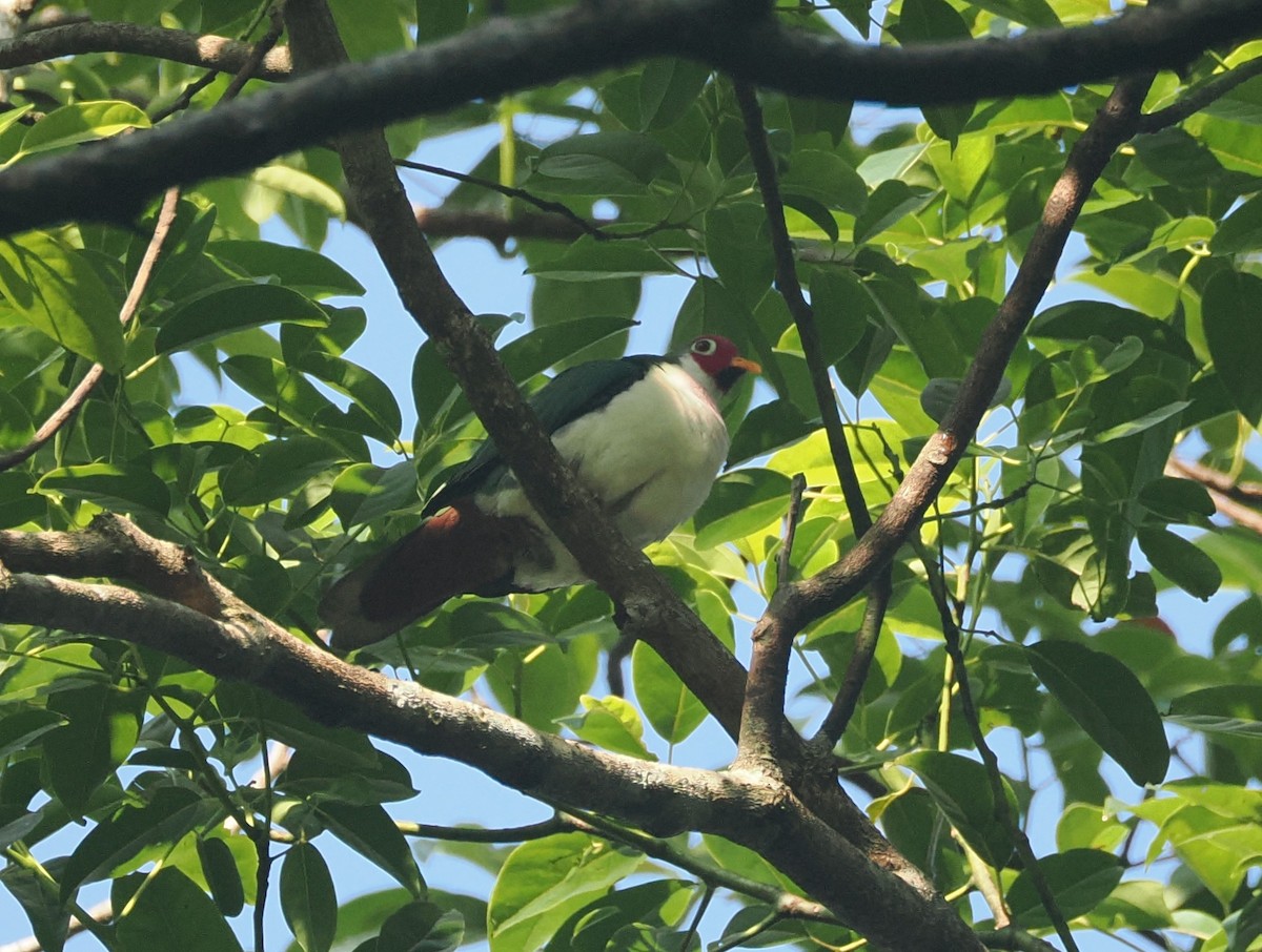 Jambu Fruit-Dove - ML640361643