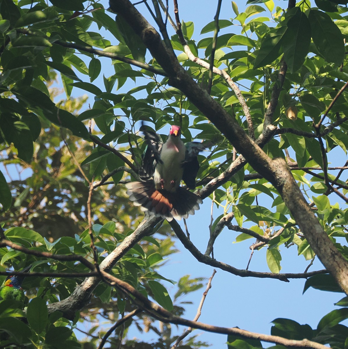 Jambu Fruit-Dove - ML640361644
