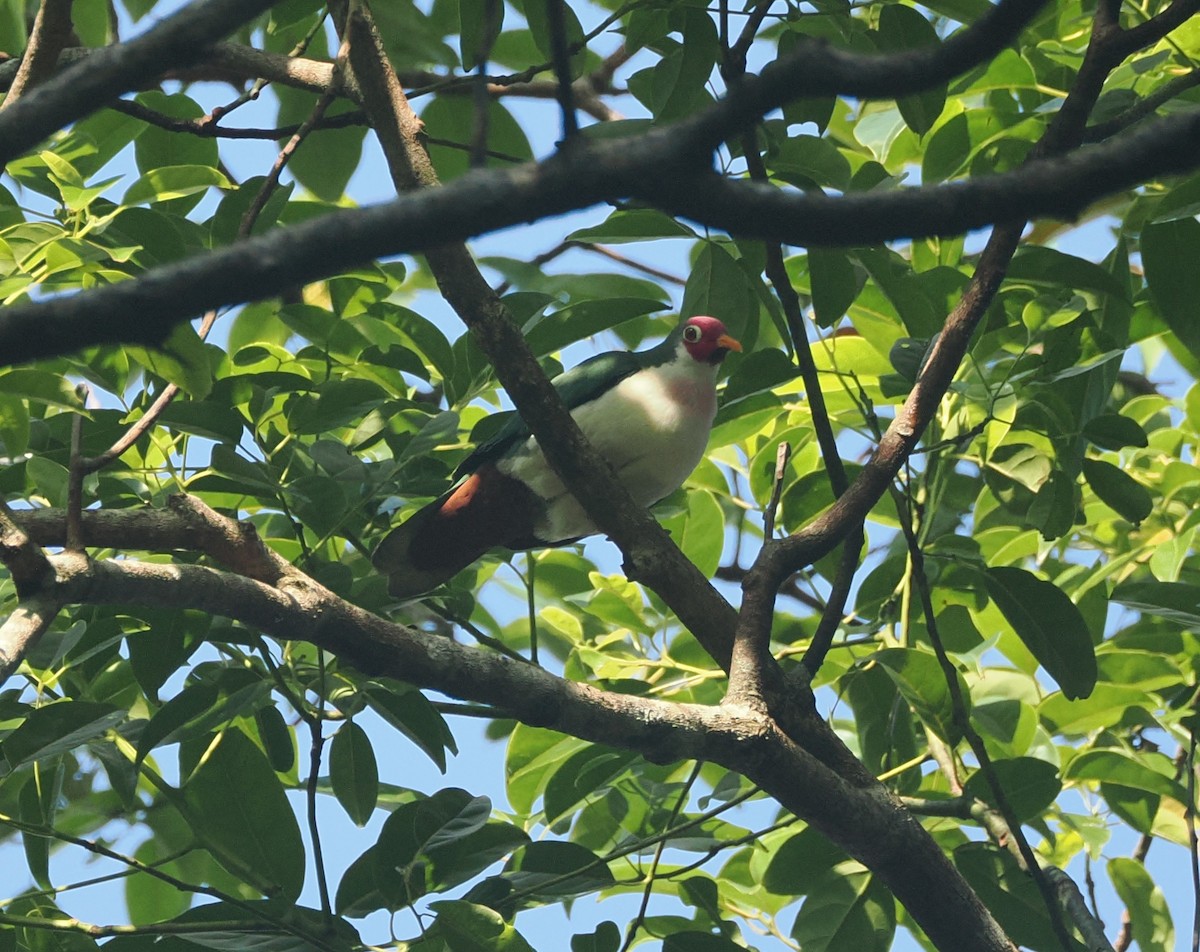 Jambu Fruit-Dove - ML640361645