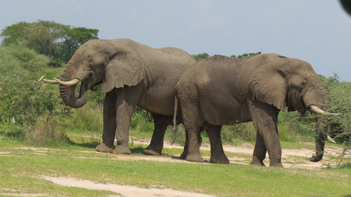 African Savanna Elephant - ML640361646