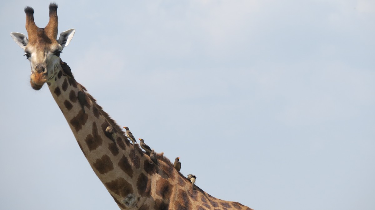 Rothschild's Giraffe - ML640361656