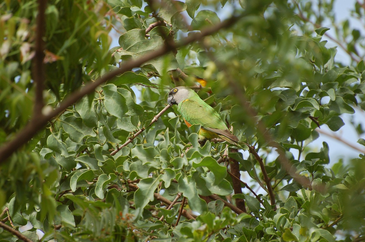 Senegal Parrot - ML640361658