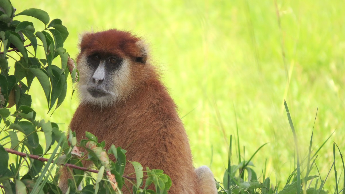 Patas Monkey - ML640361701