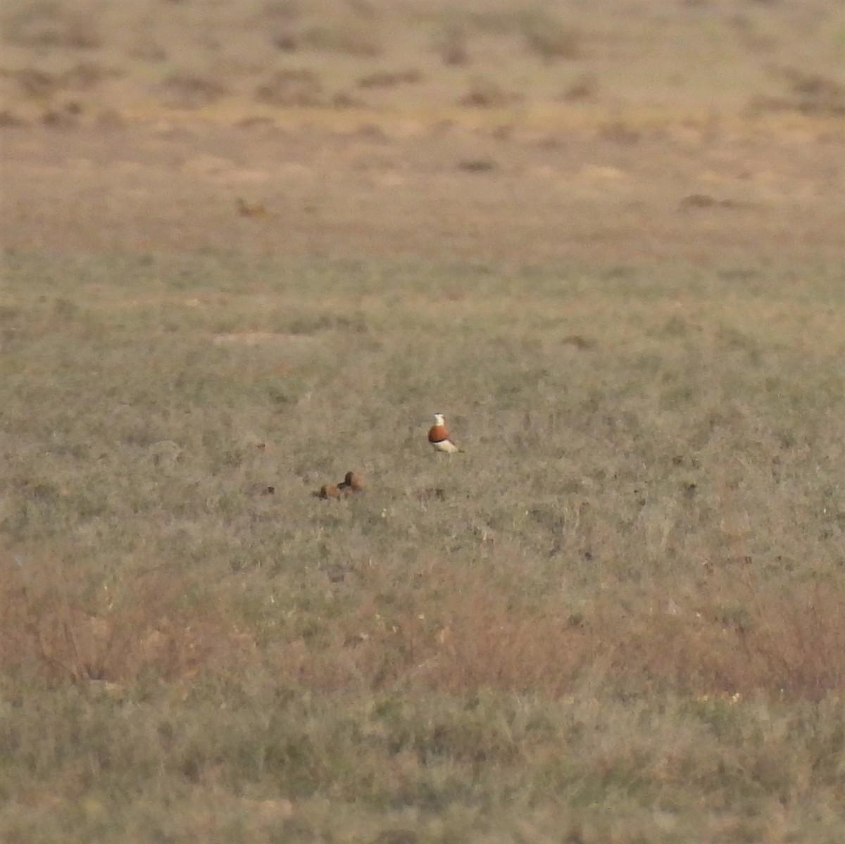 Caspian Plover - ML640361845