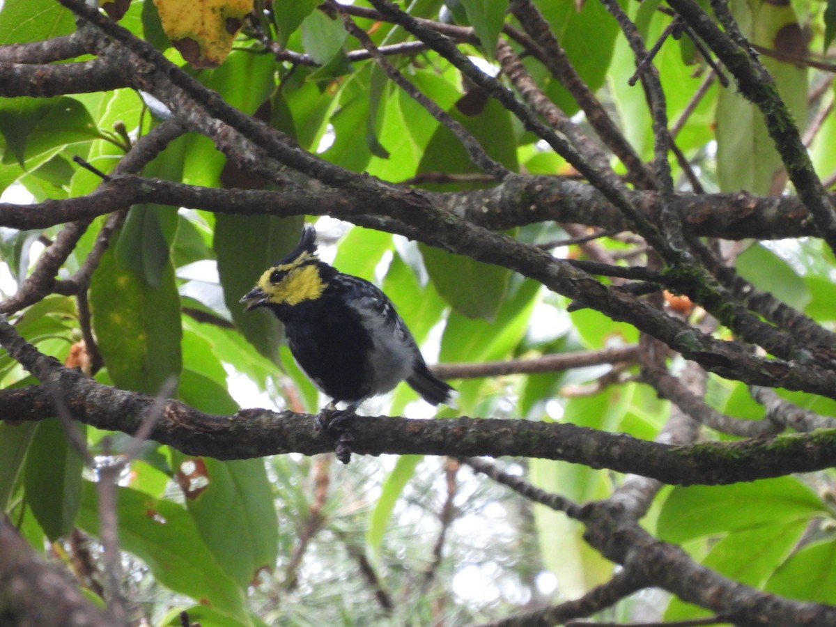 Yellow-cheeked Tit - ML640361854