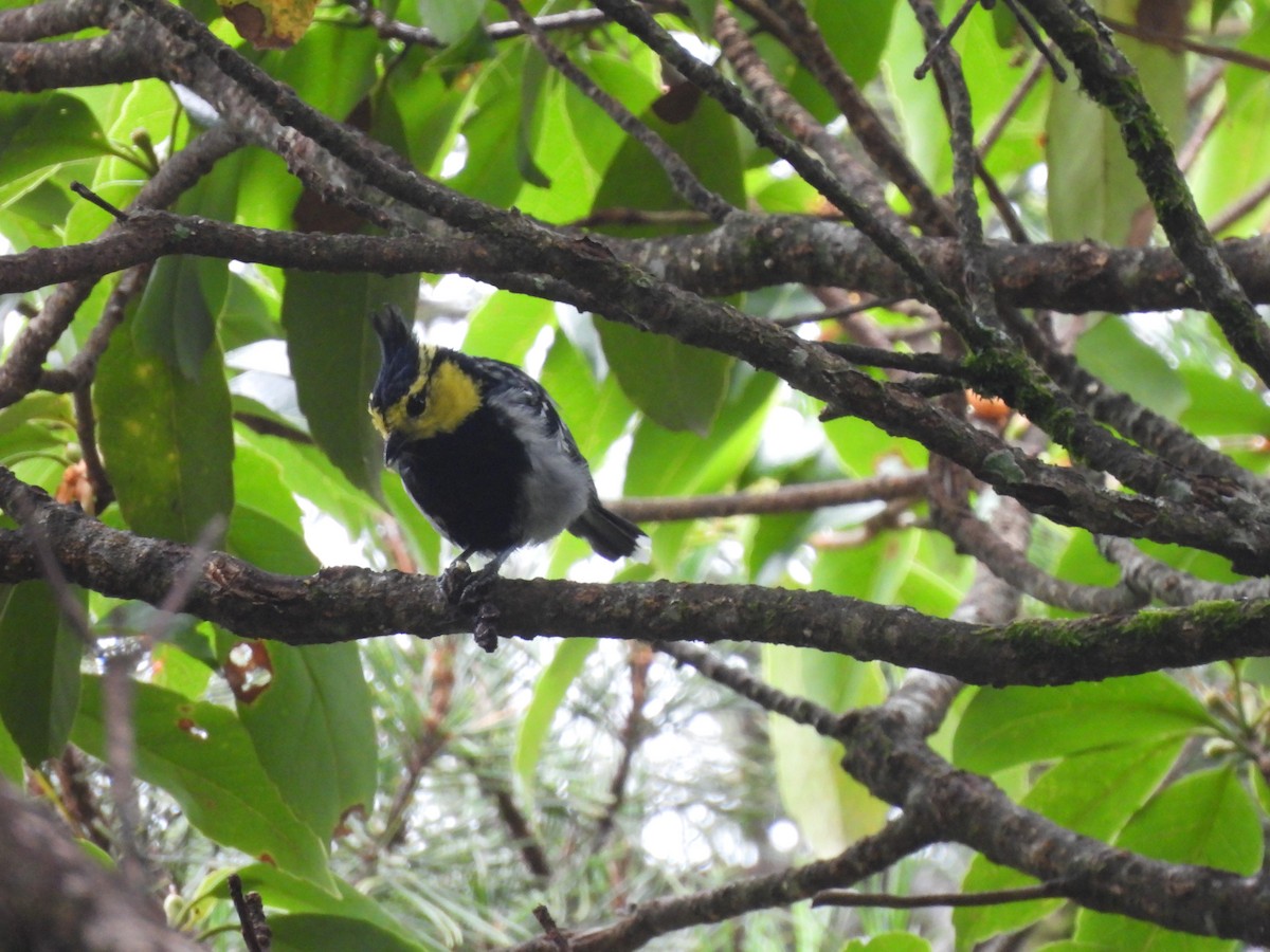 Yellow-cheeked Tit - ML640361855