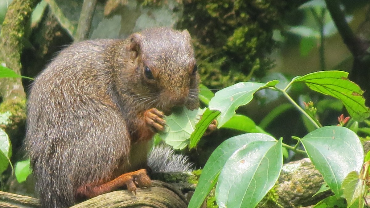 Squirrels - ML640361872