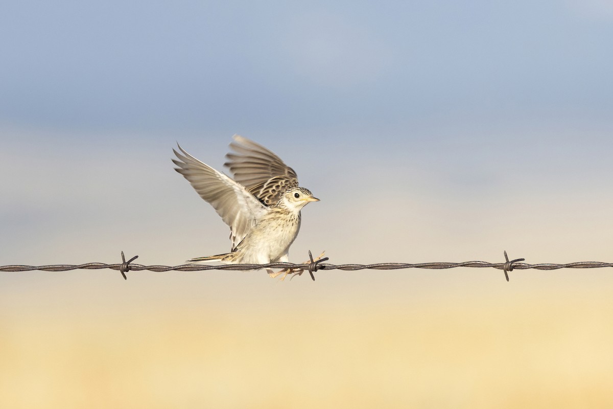 Sprague's Pipit - ML640361936
