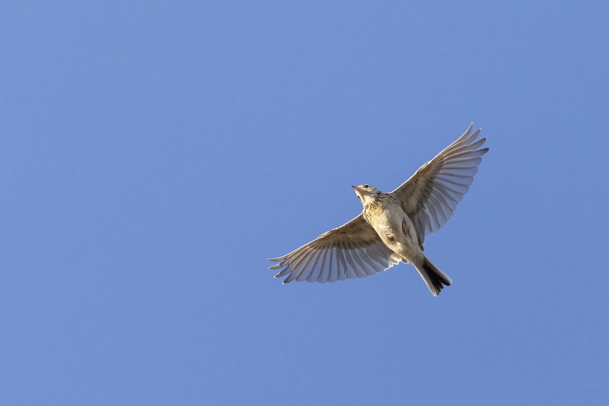 Sprague's Pipit - ML640362048