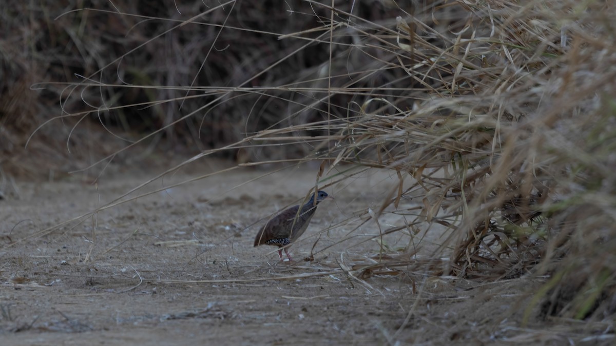 Tinamou à petit bec - ML640362063