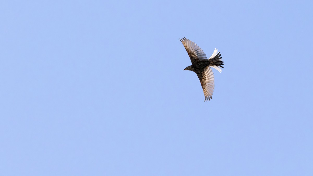 Sprague's Pipit - ML640362067
