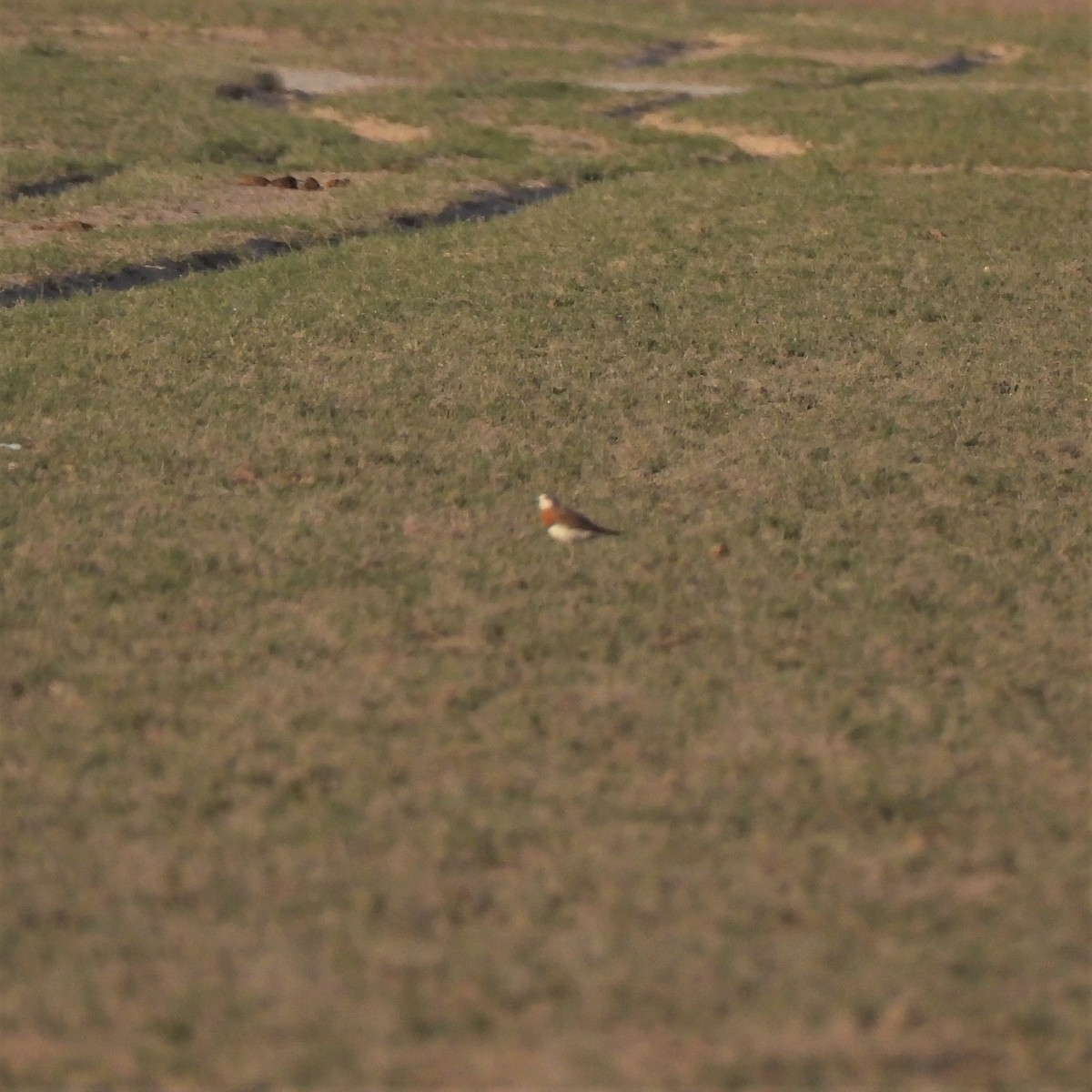 Caspian Plover - ML640362117