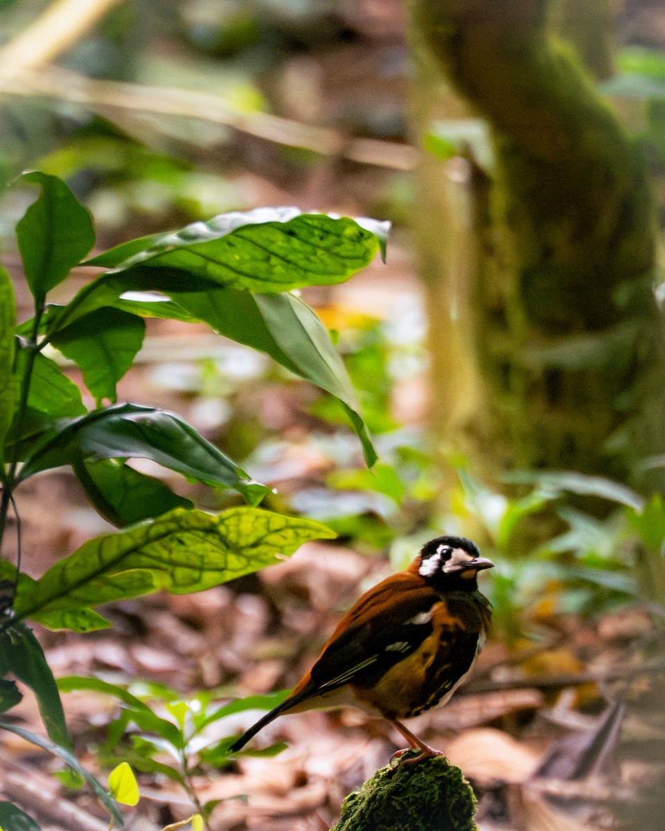 Chestnut-backed Thrush - ML640362130