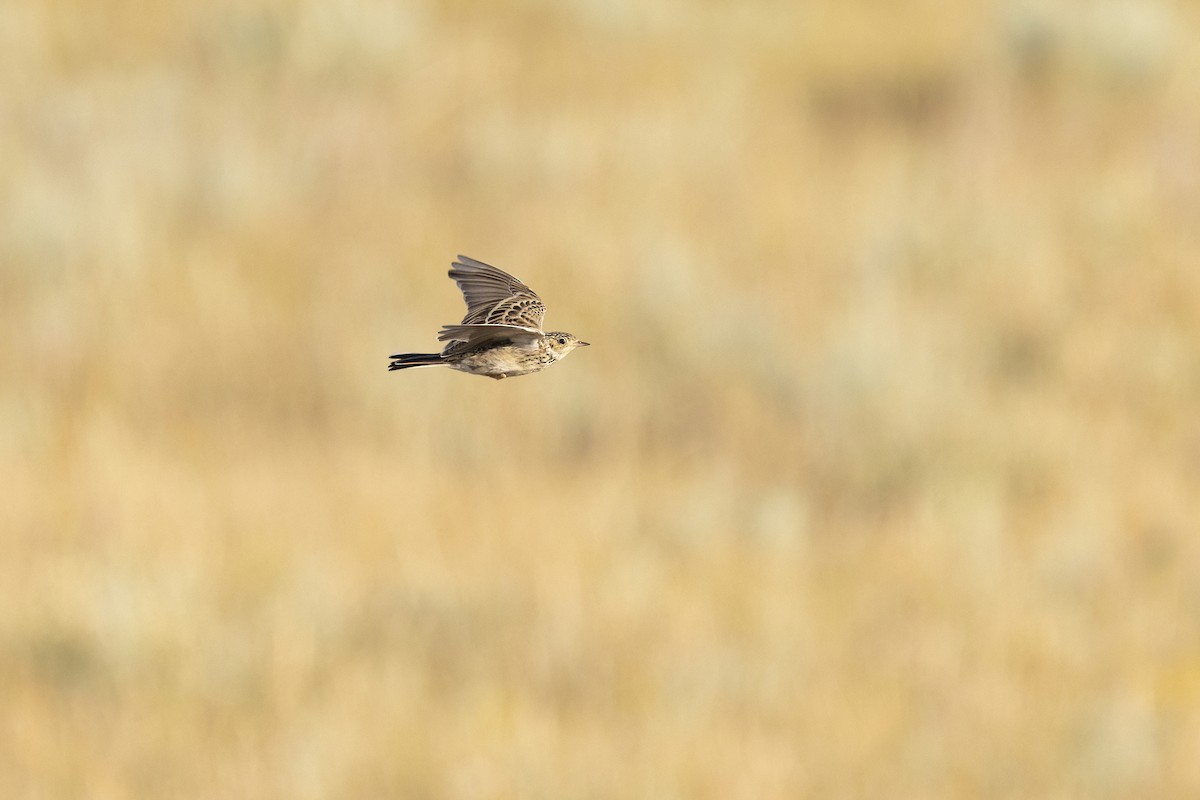 Sprague's Pipit - ML640362132