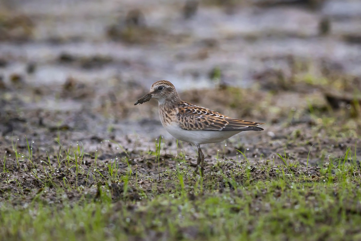 Least Sandpiper - ML640362143